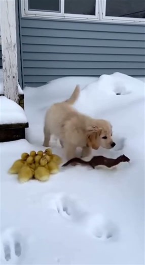 Caught on Camera: Incredible Rescue During Heavy Snowfall #Rescue #RealRescue #RescueTeam #Emergency