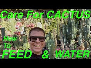 How To Take Care of Cactus