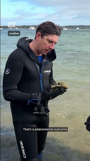 Native oysters back from brink of extinction after early settler's overfishing | ABC Australia