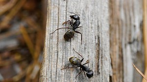 Βάλε μαγειρική σόδα με ζάχαρη και πες «αντίο» στα μυρμήγκια! | Athens Magazine