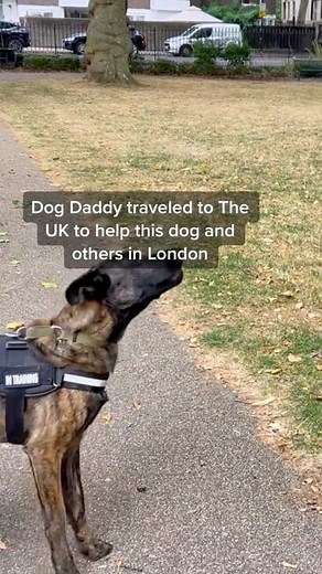556K views · 10K reactions | Training an aggressive dog in London. | The Dog Daddy | Facebook