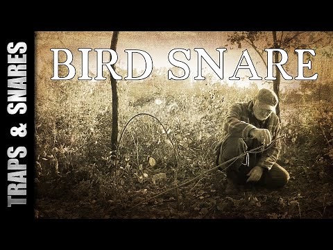 Survival Bird Snare: EASY Wild Game Trap (Wire & Pocket Knife ONLY!) 🐦🔪