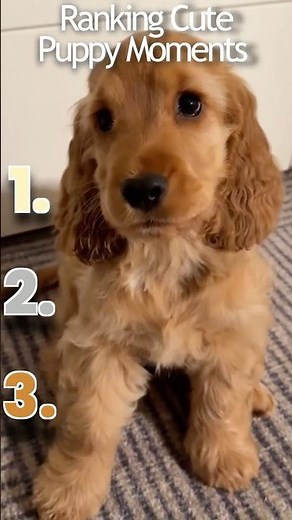 Ranking Cutest Puppies You Will Ever See Part Two2️⃣🐶 #shorts #puppy #cute