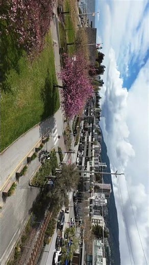 Spring Sakura 🌸 Drone View in Vancouver (4K)