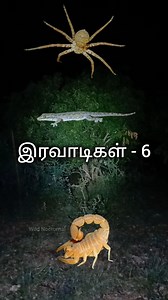 🦂இரவாடிகள் - 6 - Nocturnal💚 #tamil #tamilnadu #nature #wildlife #scorpion #butterfly #insects | Wild Nocturnal