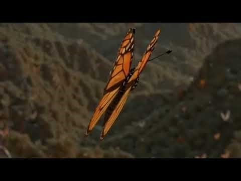 "Patrick Star's Hilarious Moments _soft music~Butterfly...