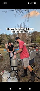 How do we shrink bag our meat chickens after processing? And why is shrink bagging our preferred method for prepping pasture-raised chickens for the freezer? 1. It's really quick. Since we already have the scalder out from processing and we have so many birds to bag at a time...this is much quicker for us than vacuum sealing. 2. Many of our meat chickens are too large to fit in a gallon freezer bag, so that's not an option because we leave them all whole instead of cutting into parts. If you wan
