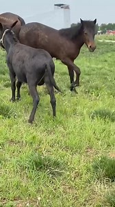 1.5M views · 3.5K reactions | Funniest Donkey Ever Donkey Training the fun way 2023 | Donkey Lover | Facebook