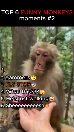 Funny monkeys moments #2 ✅#monkey #zoo #fun