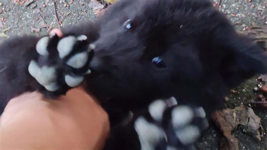 今天狗妈不在，小狗熊还不现出原型！