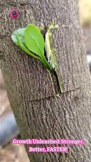 Plant Grafting WIZARD: Watch Him Fuse Trees Like MAGIC! 🌳✨🤯 #GraftingArt #MindBlown
