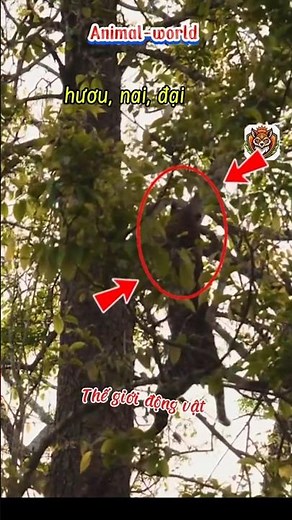 Cuộc đua ngoạn mục giữa báo đốm và khỉ đuôi dài