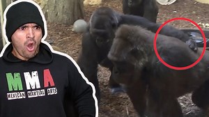 Gorilla Fights Are.. Complicated