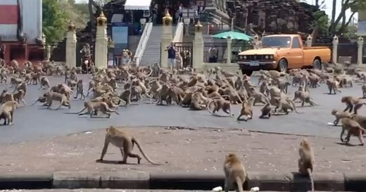 Hundreads of starving monkeys fight over food in Thailand
