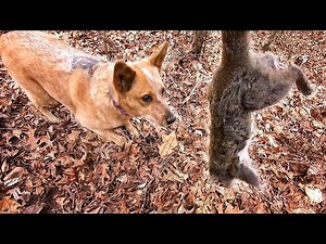 Old Dogs Can Learn New Tricks (Squirrel Hunting with Dog)
