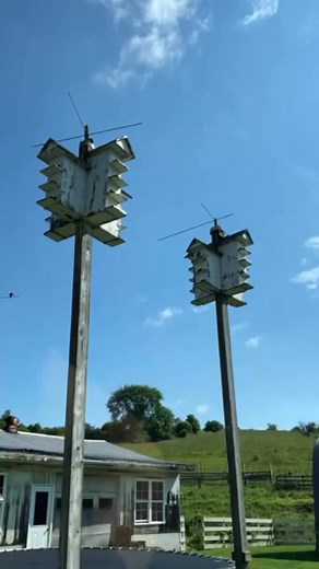 Beautiful Purple Martins | Amish Heartland Group Tours, LLC