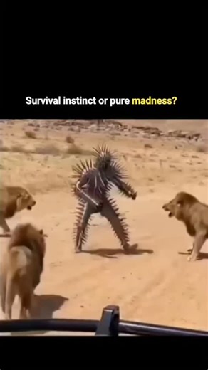 Digiloom on Instagram: "A 10-second AI-generated jungle safari reel is taking Instagram by storm. The clip shows a man in a futuristic metal suit, bristling with razor-sharp spikes, standing firm as a pack of lions charges toward him. When the predators leap, the armor appears to deflect their attacks, creating a shocking illusion of survival powered by advanced technology. Posted just 15 hours ago, the reel has already surpassed 1.7 million views and 14,000 likes, leaving audiences both amazed 