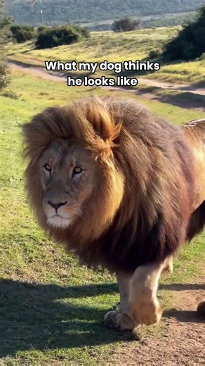 What my dog thinks he looks like 🦁 #dog #comedy #puppy #dachshund #shortsfeed #pets #funny #shorts