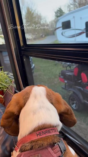 2.6K views · 219 reactions | I was just hanging out on the back of the couch and then I saw this! It’s so much work warning the humans about the happenings in this neighborhood. Woof and Wags. ❤️ Henrietta #bassethounddown #frankieandhenri #frankieandhenrietta #rvliving | Basset Hound Down | Facebook