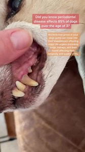 Dog owners... STOP SCROLLING! 🐶✋🏼 Signs of dental disease starts to show signs in dogs around age 3, here's some preventative resources to help your pup, here: https://iheartdogs.co/DoggyDentalHealth | iHeartDogs