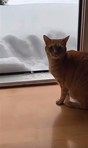 Cat vs snow!! #shorts #cuteanimal #cat #funny