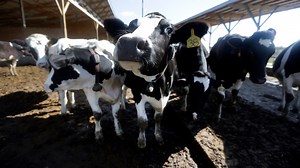 Activists Push to Limit Antibiotic Use in Livestock