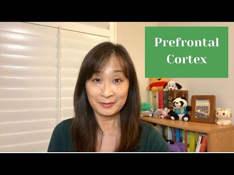 Prefrontal Cortex