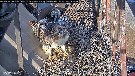 19K views · 917 reactions | The Cornell Hawks nest in under heavy construction! Arthur has been busy this morning shuttling dozens of sticks to the nest site and building up the walls around the nest bowl. Watch him work above Cornell University's main campus in Ithaca, New York. Tune in LIVE at AllAboutBirds.org/CornellHawks | Bird Cams | Facebook