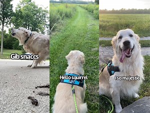 938K views · 10K reactions | Trying to get my Golden Retriever to exercise. Mr. Buddy & myself started a new diet and exercise program. Needless to say he wasnt having it at first LOL! | Charlie The Golden | Facebook