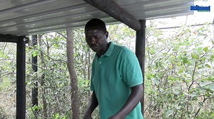 10K views · 228 reactions | Mopane worm farming. | Diamond FM Zim | Facebook