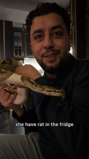 Feeding a ball python