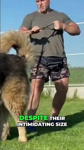 Godzilla Dog: The GIANT Caucasian Shepherd You Won't Believe.