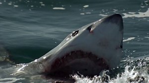 #SharkWeek starts this Thursday - tag your friends to let them know! | Discovery Channel Australia