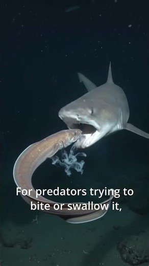 This slime barrier is actually insane 😳 #fish #viral