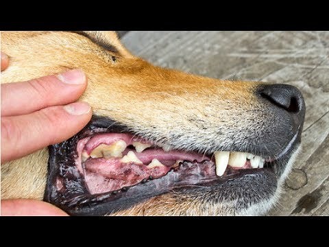 5 Ways To Clean Your Dog's Teeth That He Won't Hate PLUS The Disease 85% Of Dogs Have!