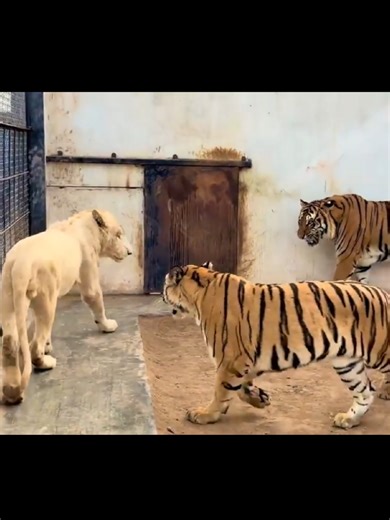 Young Lion Leo Challenges Two Tigers in the Wild