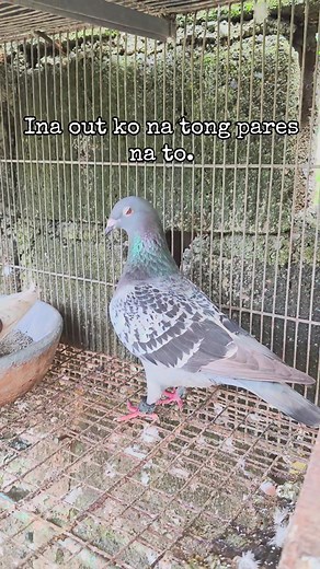 taiwan bird hen cock naman vdb/imbrecht. #fyppppppppppppppppppppppp #fyp #pigeoncare #pigeon #racingpigeon #kalapatids #kalapatidsph🇵🇭