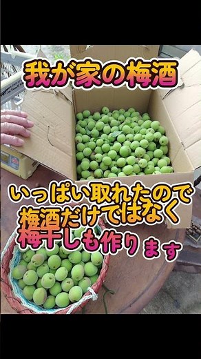 梅酒を作ろう #梅酒の作り方 #ブランデー梅酒 #shorts
