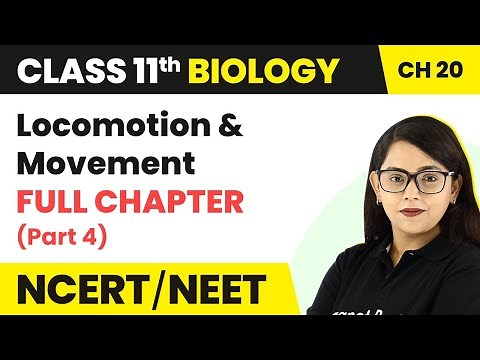 Locomotion & Movement Full Chapter Explanation (Part 4) | Class 11 Biology Chapter 20 NCERT/NEET