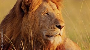 Male lion Close Up, African Wildlife Animal in Maasai Mara National Reserve in Kenya on Africa Safari in Masai Mara, Beautiful Portrait Waking Up in Morning Sunrise Sunlight in Sun Light