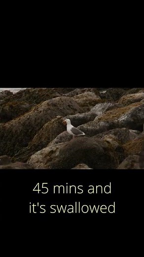 Seagulls Vs. Starfish: Who Wins The Feeding Frenzy?