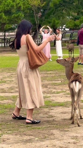奈良公園で楽しむ外国人観光客🫎