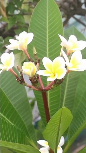 THESE 7 are the BEST Fragrant Plants For Summer