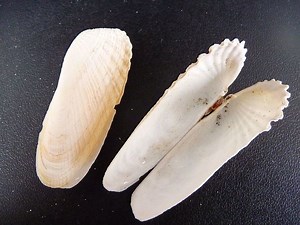 Mollusc shell - Alchetron, The Free Social Encyclopedia