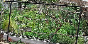 Garden Practice: Trellis fruit with free-standing trellises - this is how the cultivation succeeds | 2025
