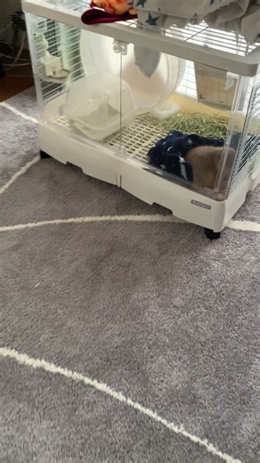 かわいいプレーリードックのポテトくんの日常