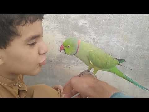 Ringneck Parrot Talking - Compilation Videos