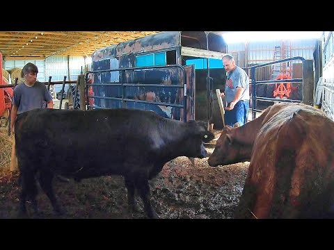 Loading Cattle the Small Farm Way