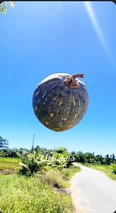 Natural Fruit Pumpkin farming videography idea #naturevideography #creative #farming #mobilevideoediting | Sakila