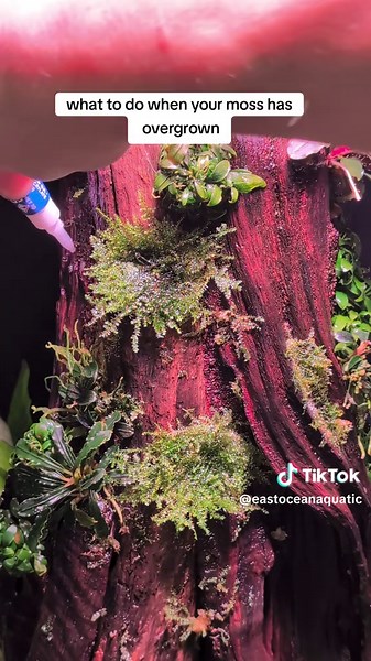 Caring for Overgrown Tropica Christmas Moss